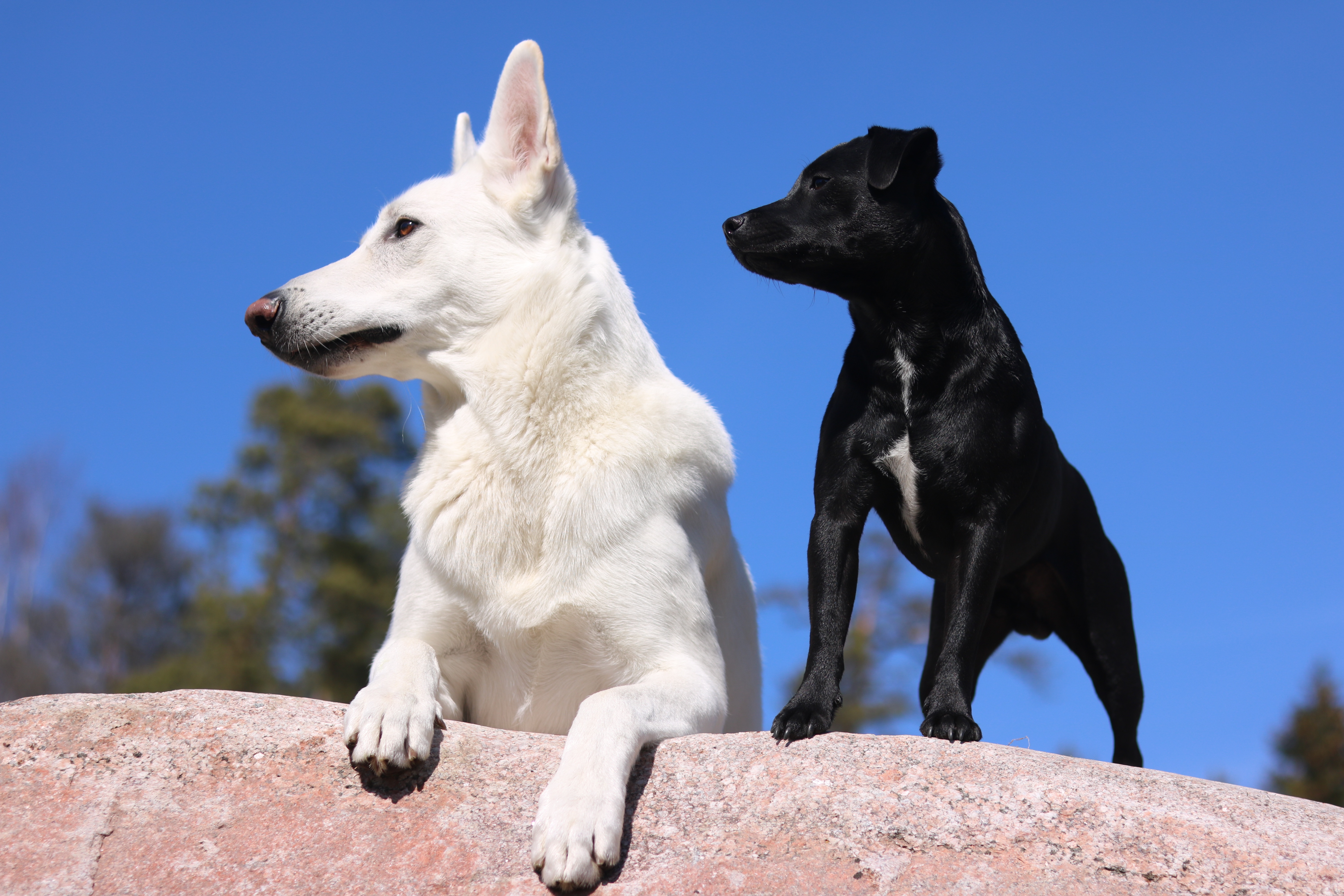 White German Shepherd and small Black Terrier by TeamK
