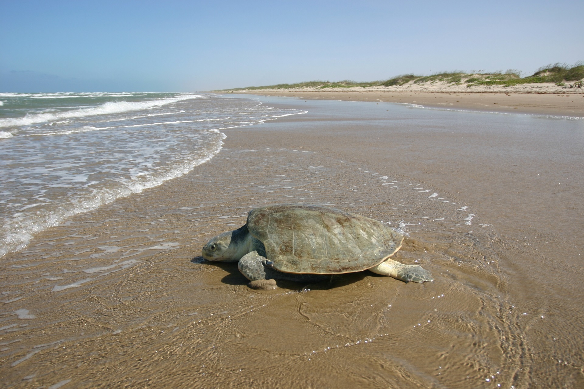 Endangered Female Kemp's ridley sea turtle by skeeze