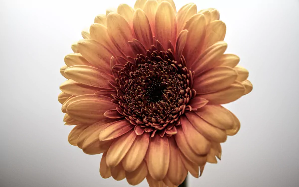 peach flower flower nature gerbera HD Desktop Wallpaper | Background Image