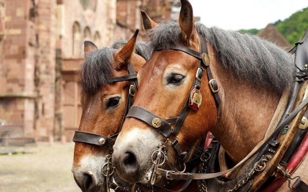 Animal Horse Head HD Wallpaper | Background Image