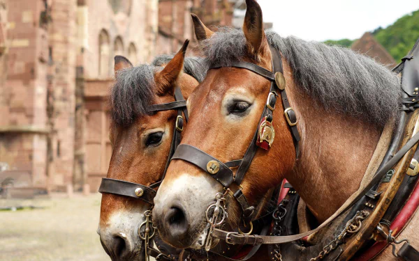  Black Forest Horse, a rare breed drafthorse Originating in southern Germany. by Couleur
