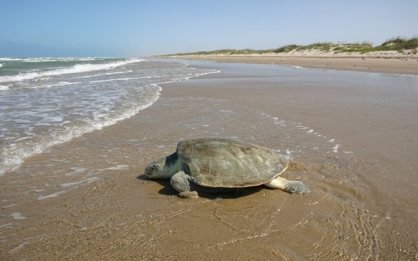 Animal Sea Turtle Turtles Beach Ocean Sea Sand Nature Shore HD Wallpaper | Background Image