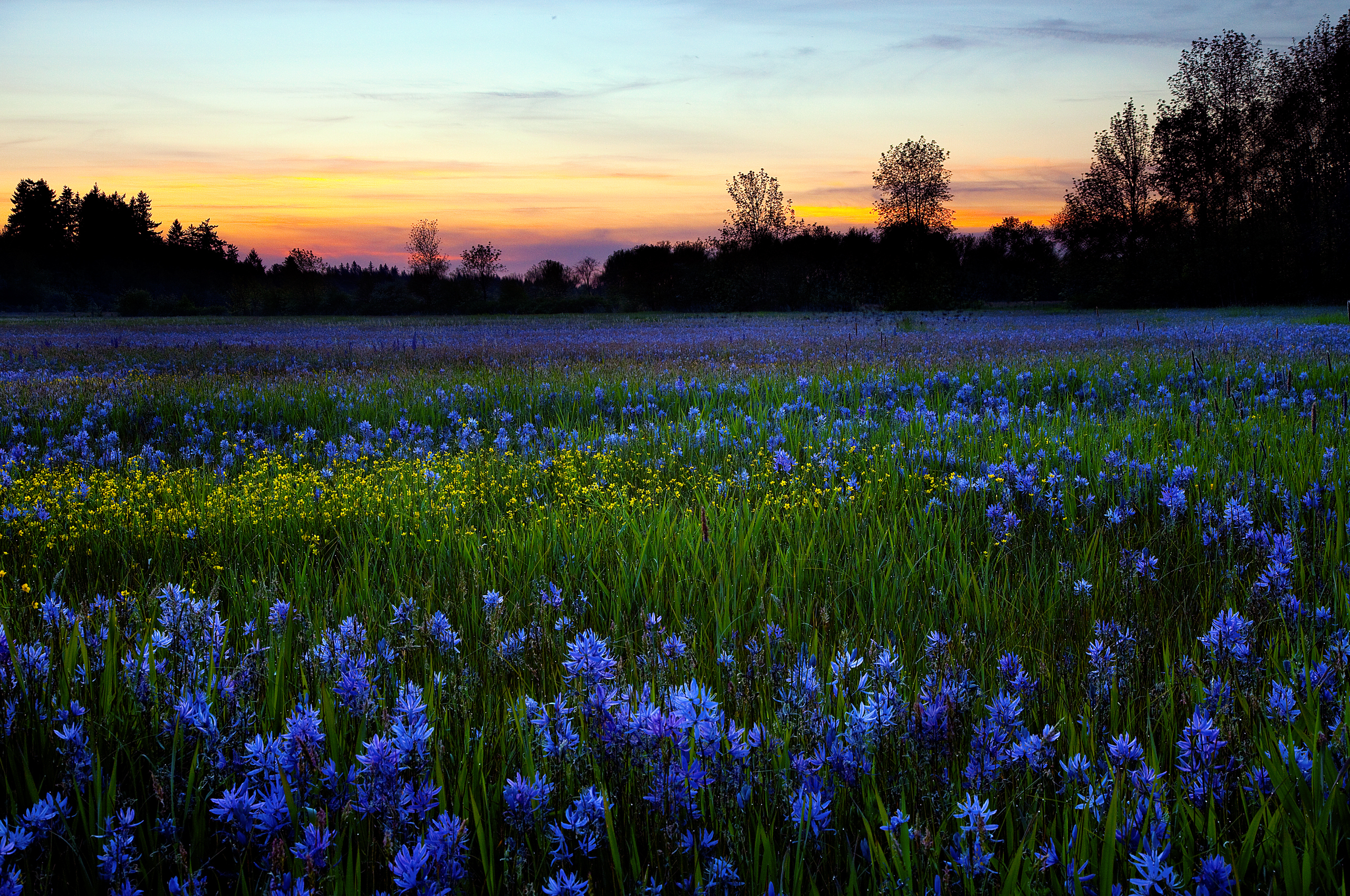 Blue Flower Field