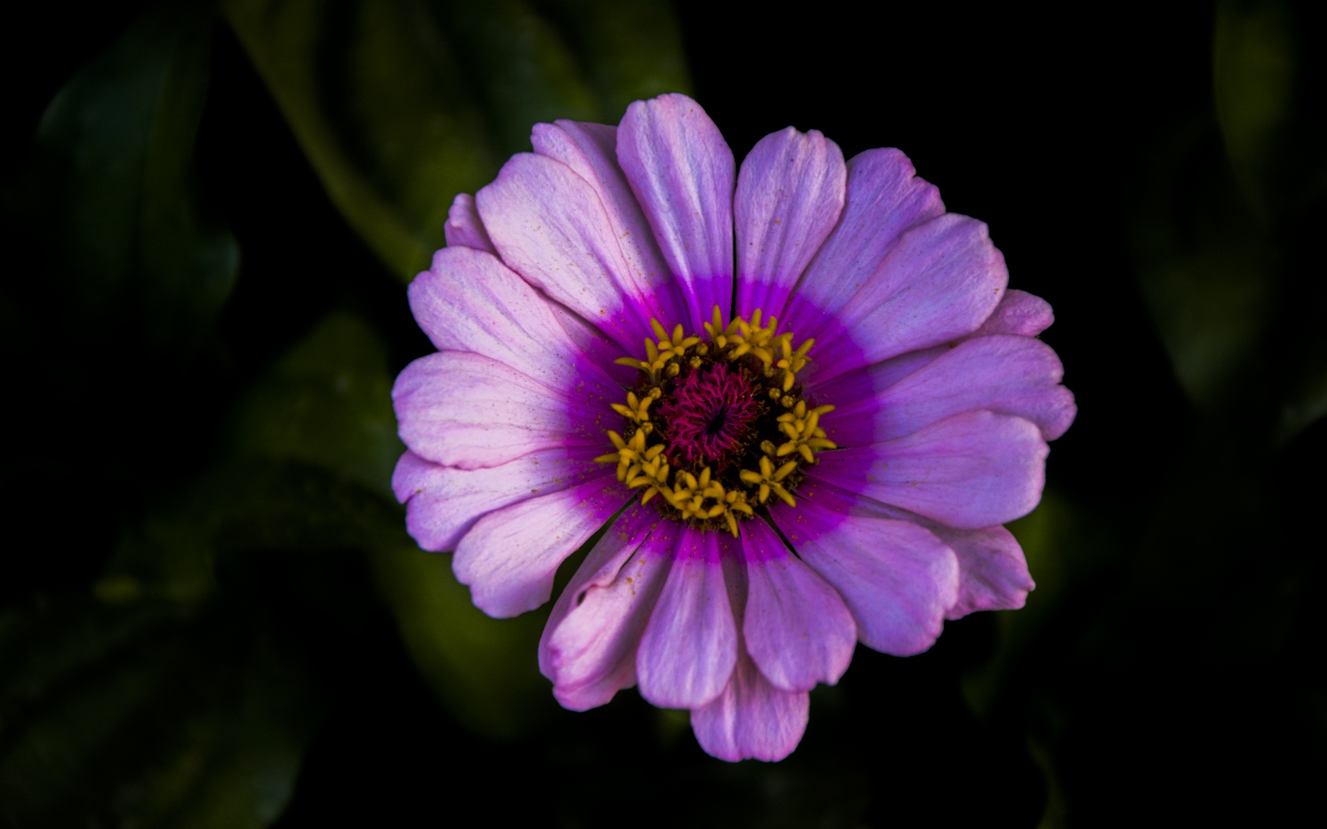 Download Purple Flower Daisy Close-up Nature Flower HD Wallpaper