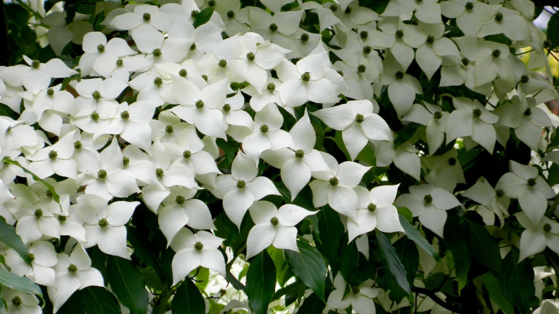 Download White Flower Flower Nature Phlox HD Wallpaper