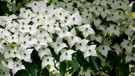  White Phlox Flowers