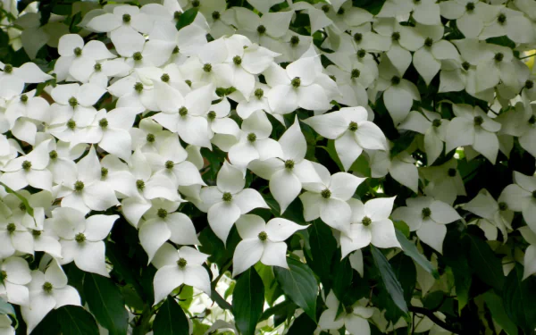 White Phlox Flowers