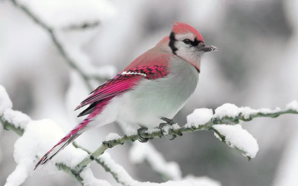  Blue jay (red edit) on snowcovered branch