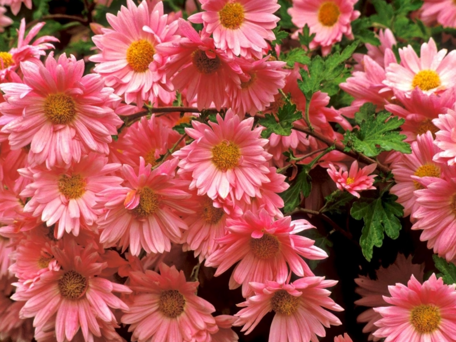 Download Pink Flower Flower Nature Daisy Wallpaper