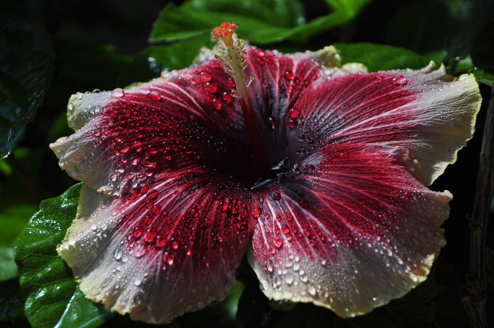 Download Red Flower Water Drop Flower Nature Hibiscus HD Wallpaper By   Thumb 1920 704407 