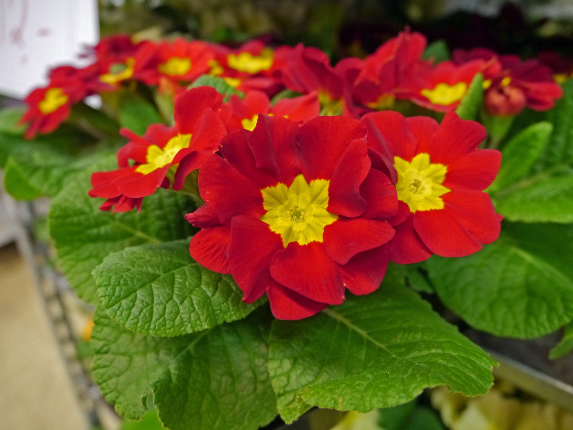 Download Nature Primula HD Wallpaper