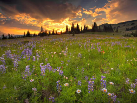  Hyacinth Field at Sunset