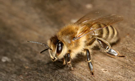 Close-up macro shot of a bee resting on a wooden surface, captured in vivid detail for a 4K Ultra HD PC desktop wallpaper background.