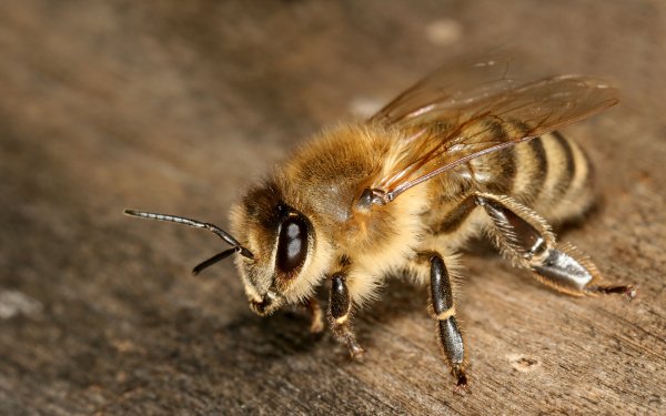 Animal Bee Insects Insect Close-Up Macro HD Wallpaper | Background Image