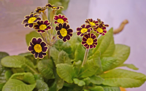 nature primula HD Desktop Wallpaper | Background Image