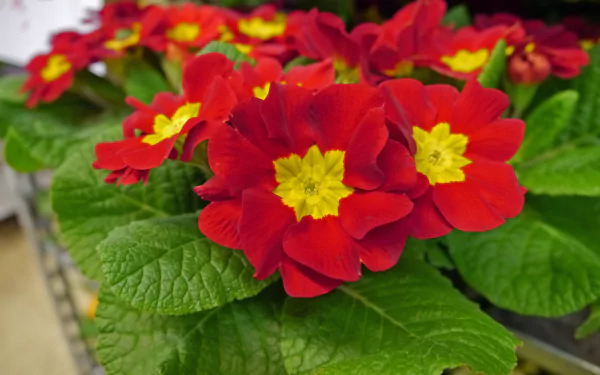 nature primula HD Desktop Wallpaper | Background Image