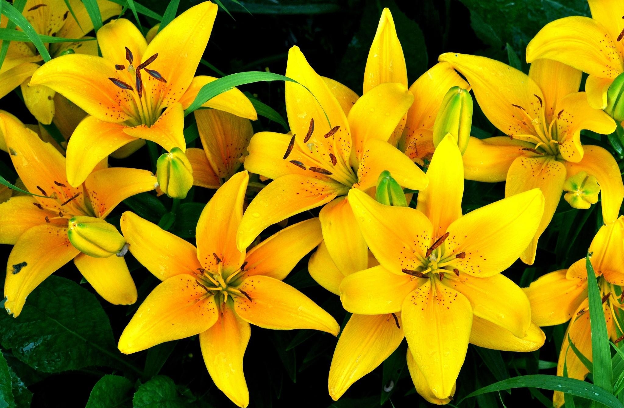 Yellow Lilies Hd Wallpaper Background Image 2048x1340