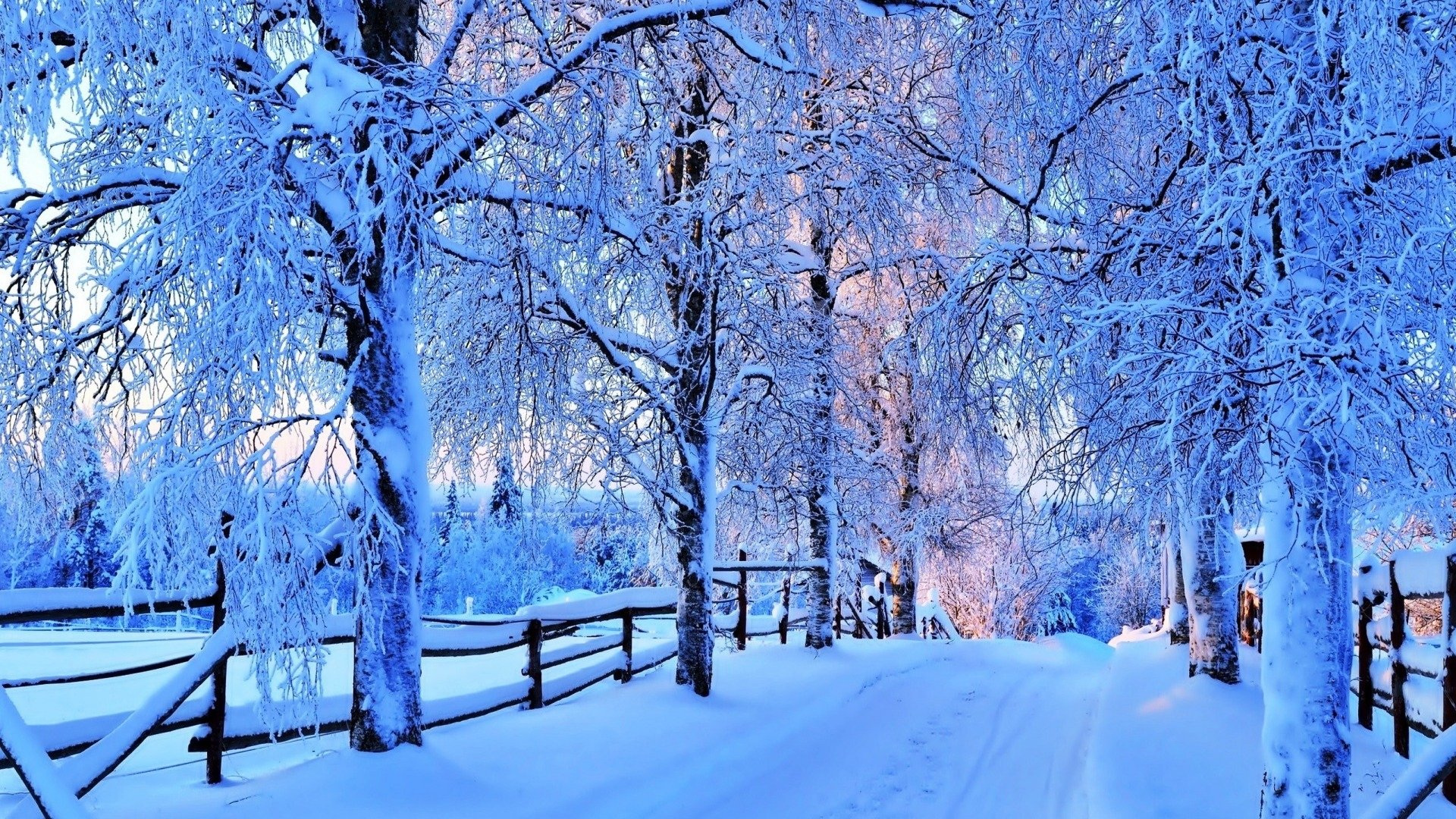 pretty winter picture background