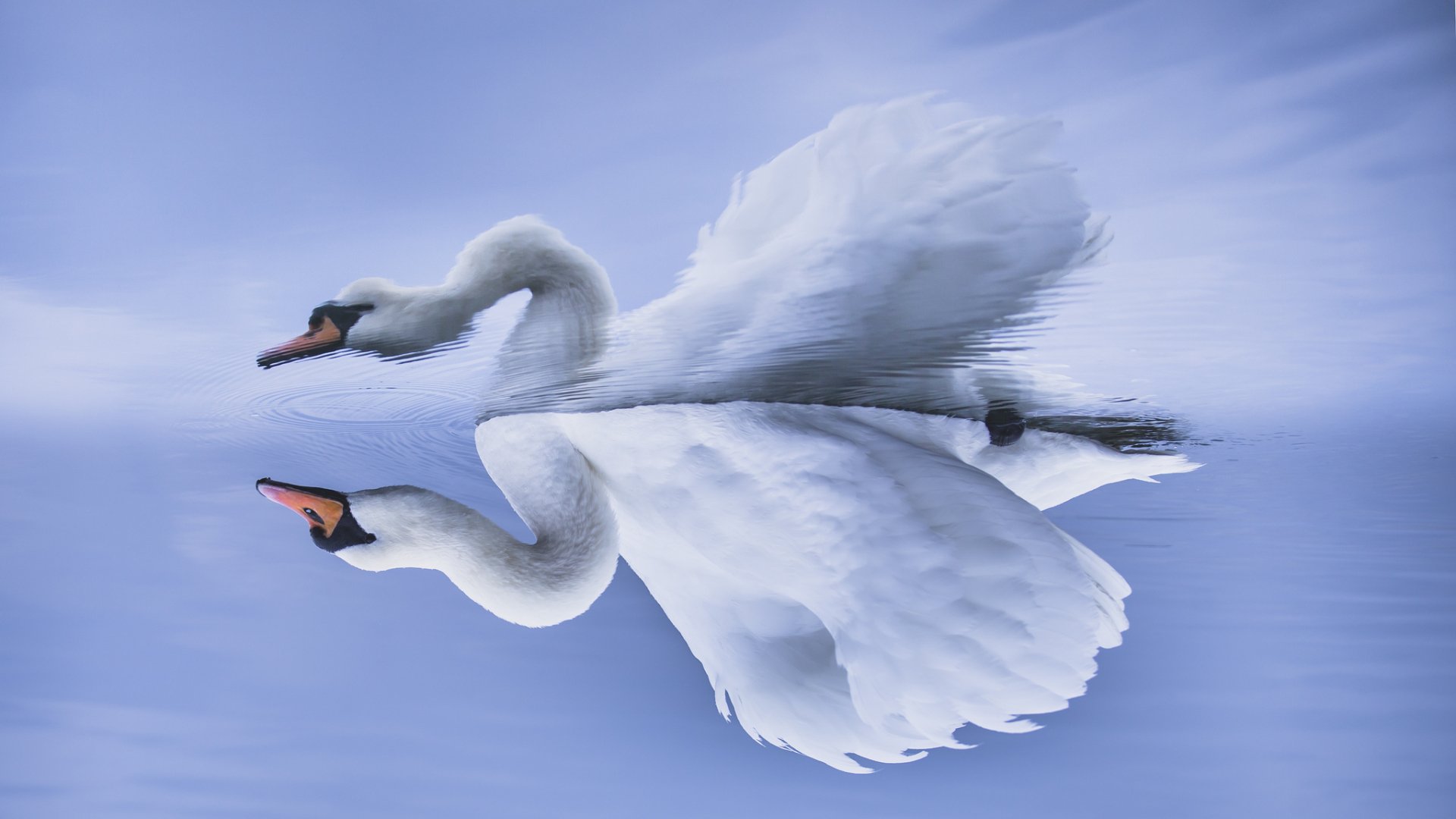HD PC desktop wallpaper of a white mute swan (bird, animal) gliding on glassy water with its crisp reflection beneath against a soft blue background.