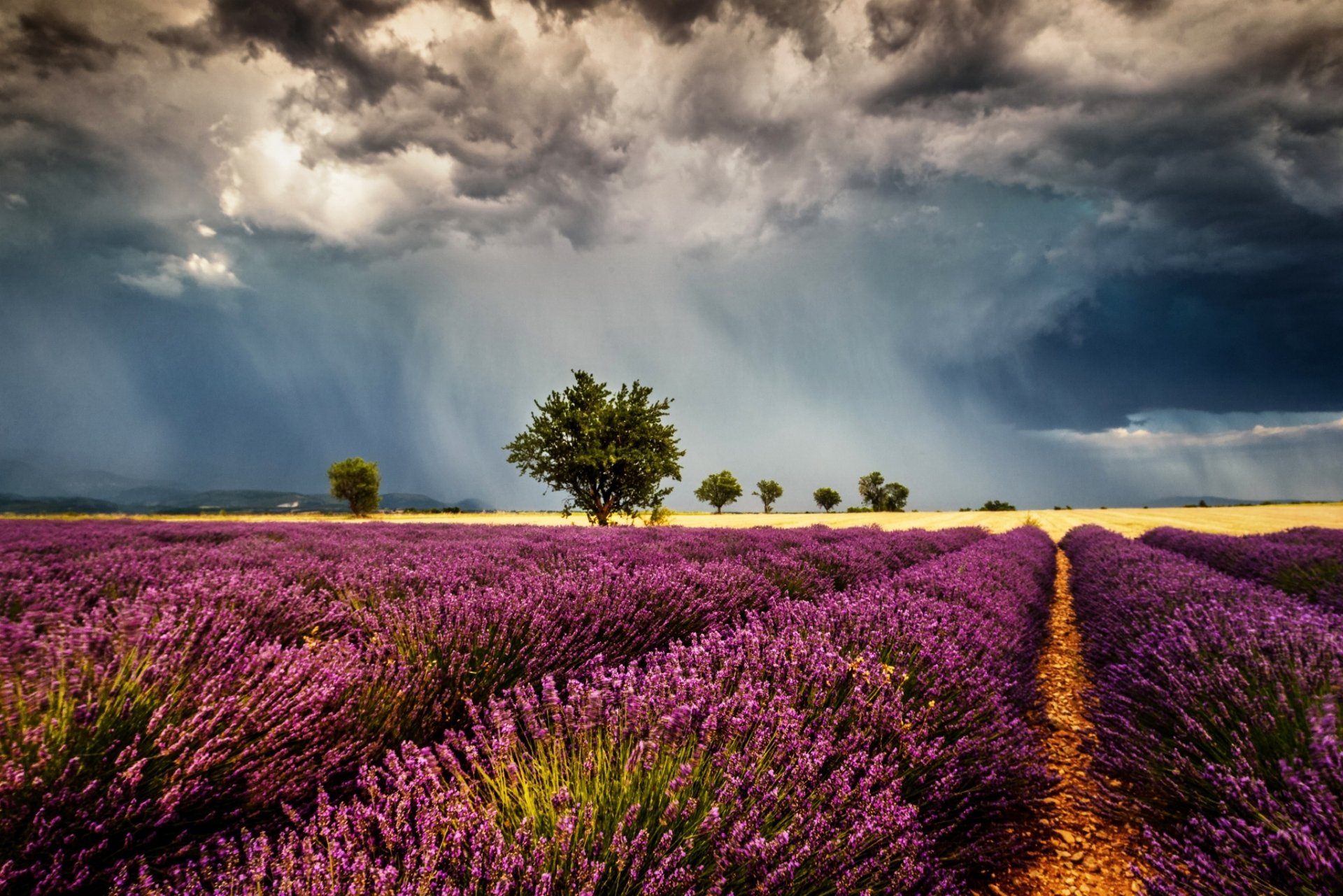 Lavender Field HD Wallpaper | Background Image | 2048x1366