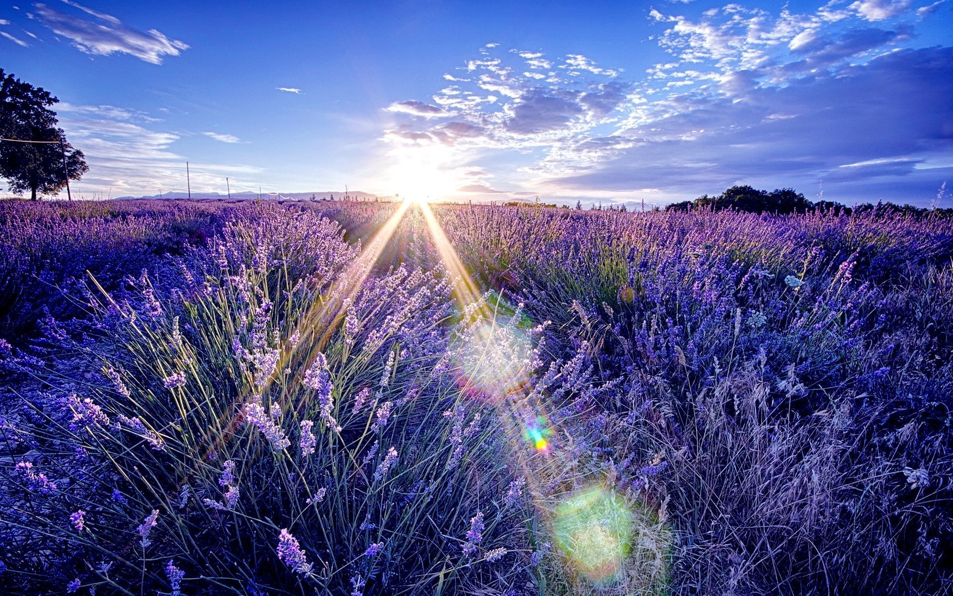 Download Nature Lavender HD Wallpaper
