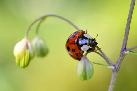 close-up insect Animal ladybug HD Desktop Wallpaper | Background Image
