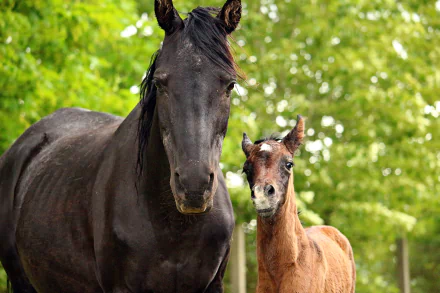 A majestic black adult horse stands beside a curious brown baby horse in a lush green outdoor setting, captured in stunning 4K Ultra HD clarity.