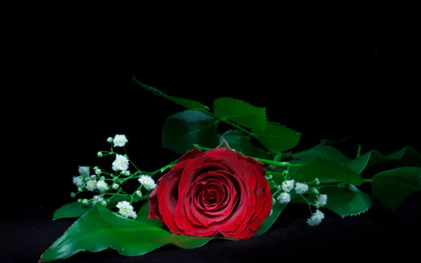 A stunning red rose accompanied by delicate baby's breath, set against a dark background, creating a vibrant nature-inspired 4K Ultra HD wallpaper.