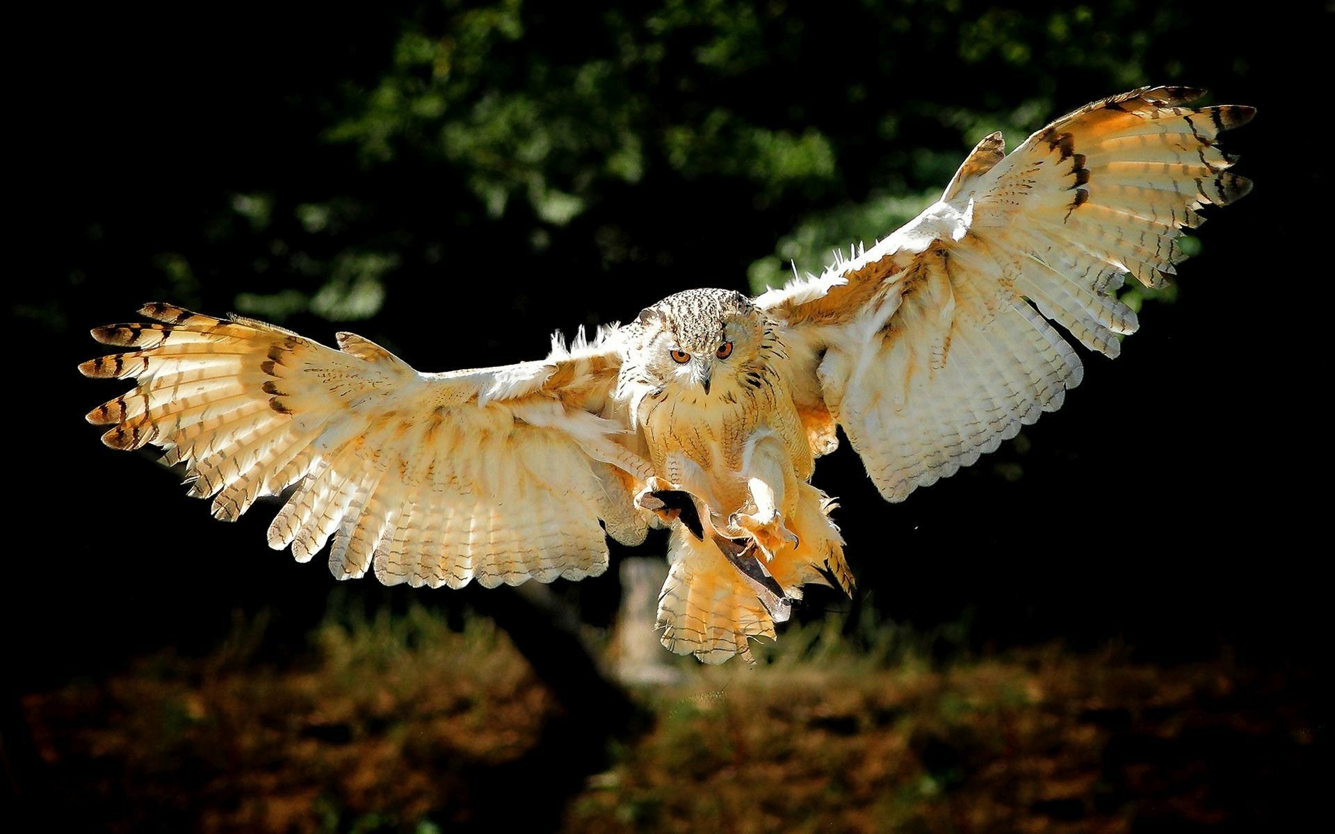 HD desktop wallpaper featuring a detailed close-up of an owl in mid-flight against a dark natural background, highlighting its wings and feathers.