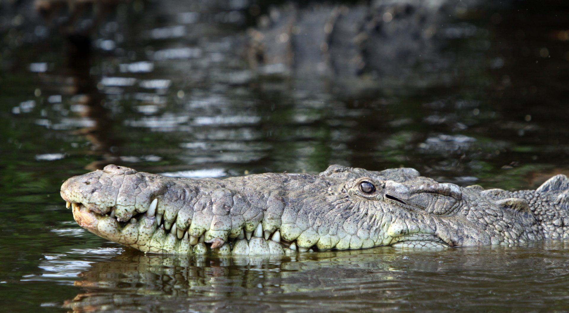 Download Animal Crocodile 4k Ultra HD Wallpaper by Tomas Castelazo