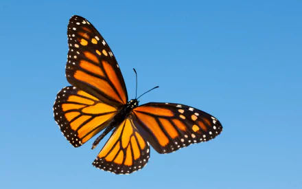  Monarch Butterfly