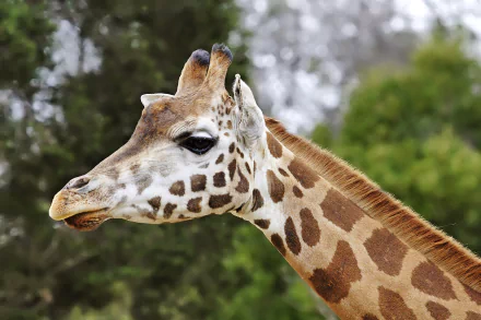 Animal giraffe HD Desktop Wallpaper | Background Image