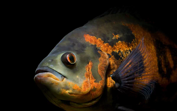 A close-up of an Oscar fish showcasing vibrant colors against a dark background. This HD wallpaper highlights the intricate details of its scales and features.