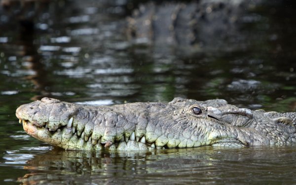 Animal Crocodile Reptiles HD Wallpaper | Background Image