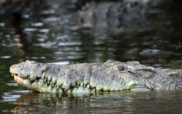  American crocodile by Tomas Castelazo