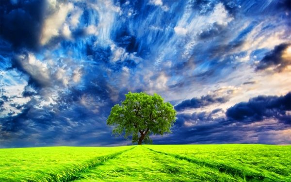 Tierra/Naturaleza Árbol Arboles Cielo Nube Campo Verde Lonely Tree Fondo de pantalla HD | Fondo de Escritorio