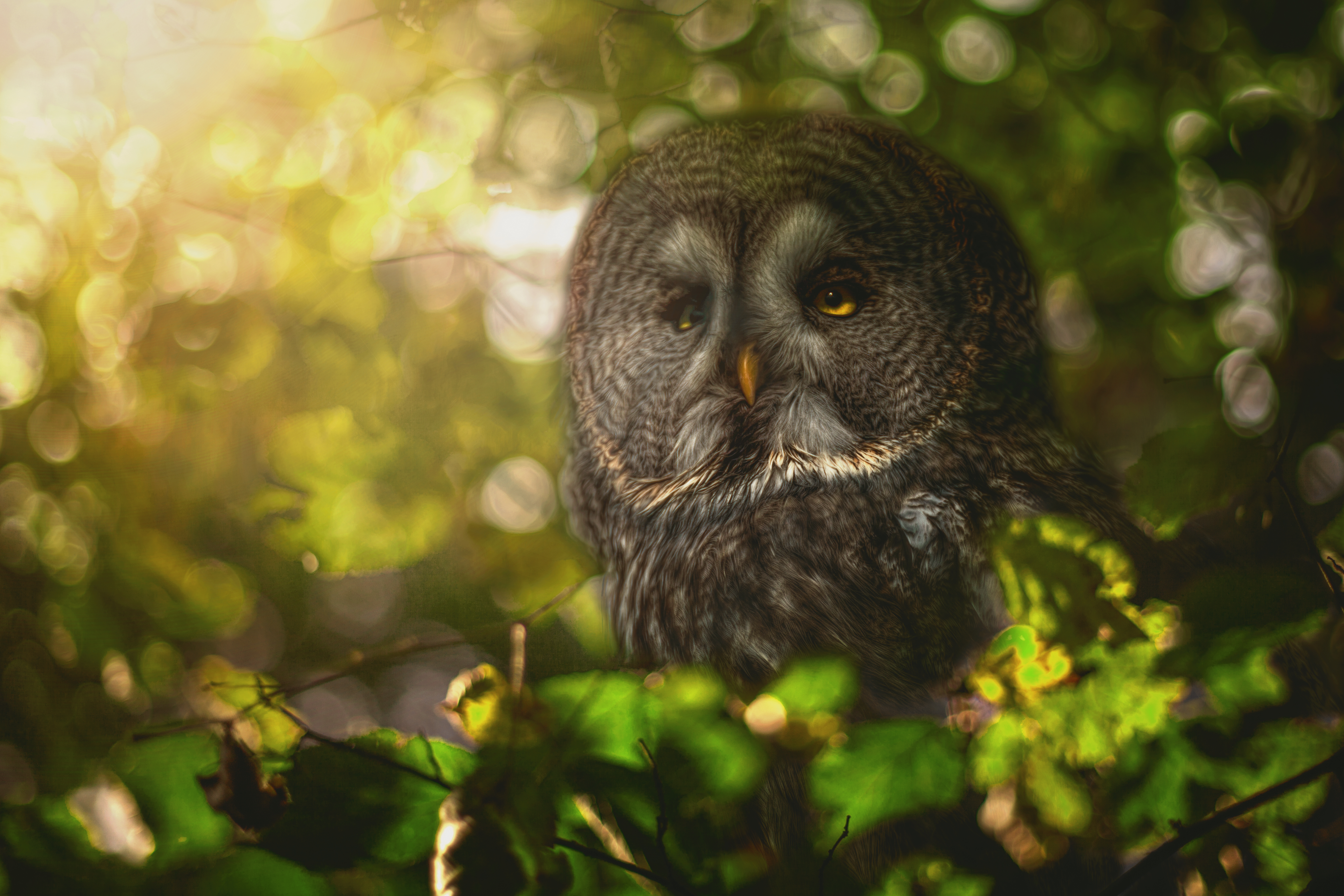Animal Great grey owl HD Wallpaper | Background Image