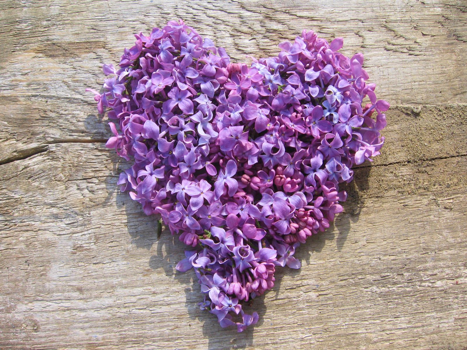 lilac-heart