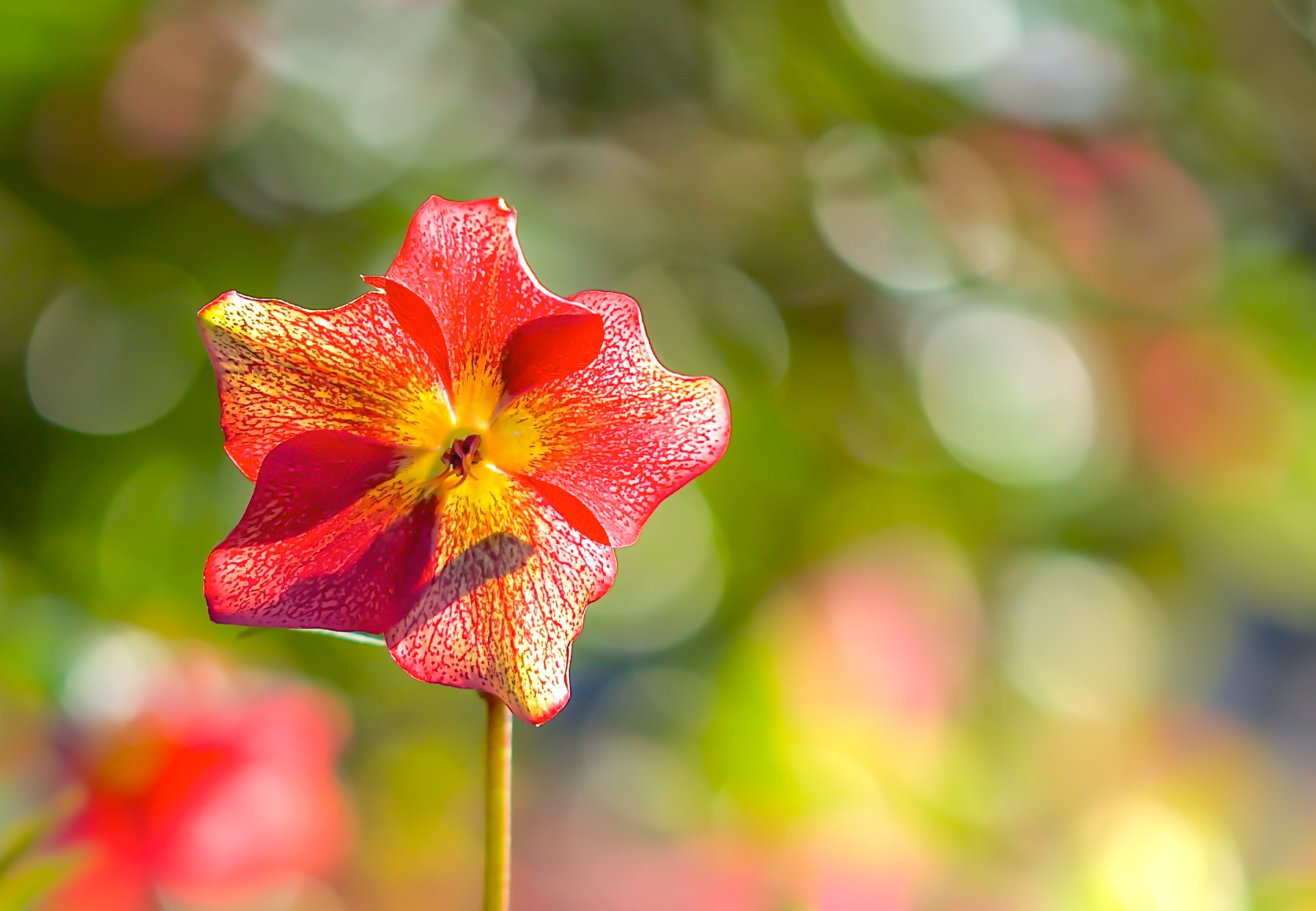 Download Bokeh Red Flower Nature Flower HD Wallpaper by Paula Watts ...