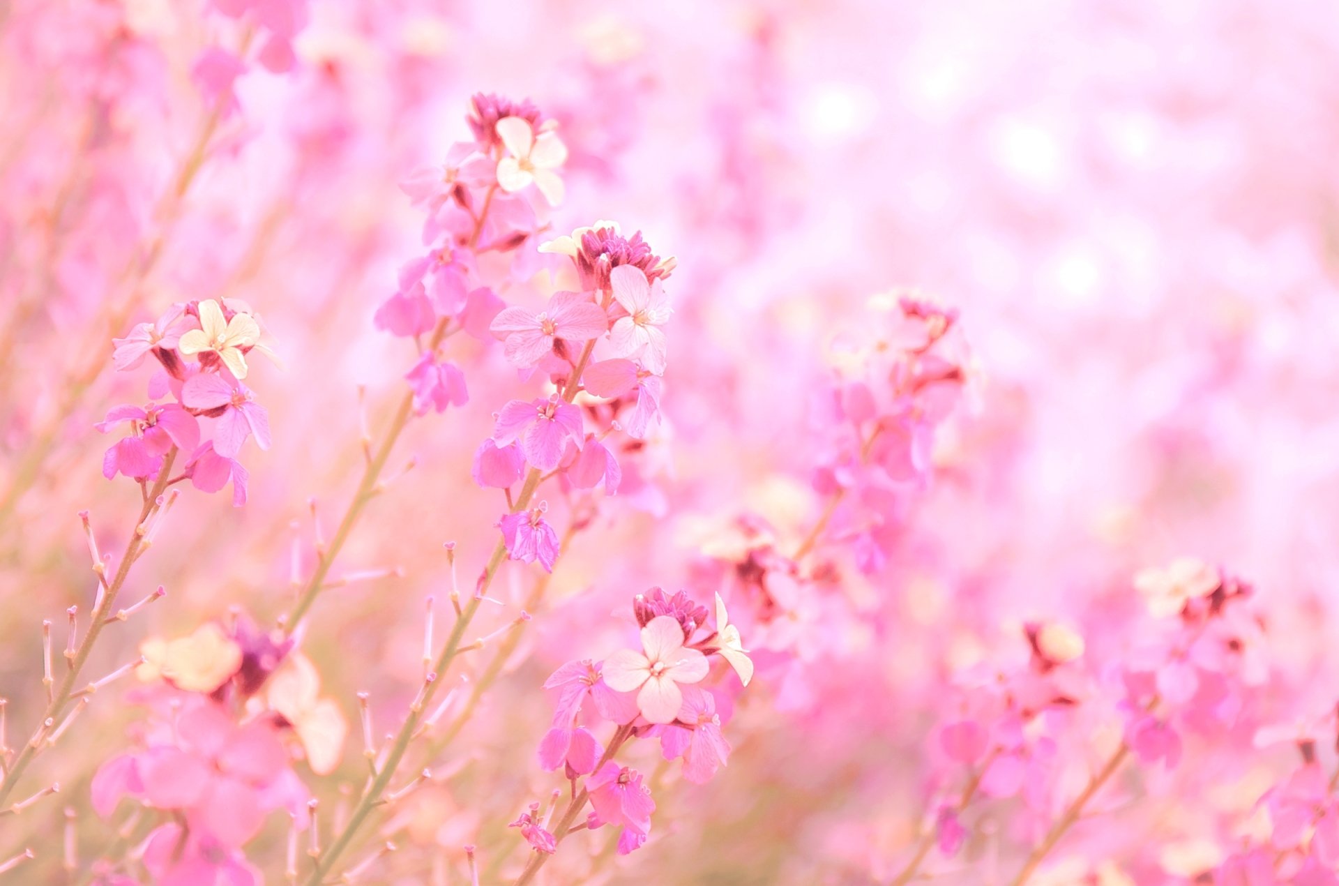 Download Bokeh Nature Pink Flower Flower HD Wallpaper by Paula Watts, image size:1920x1270