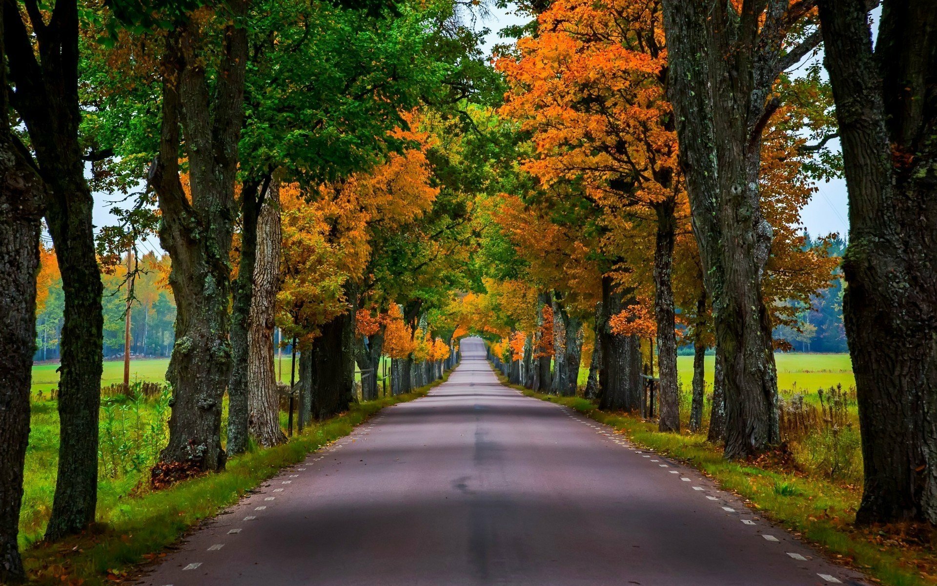 Tree-Lined Autumn Road