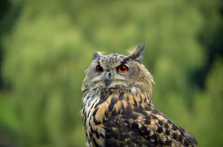 Close-up of an owl — a bird and animal — with bright orange eyes against a soft green bokeh, 4K Ultra HD PC desktop wallpaper and background.