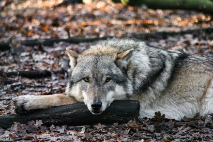 5K Ultra HD PC desktop wallpaper of an animal: a gray wolf lying down on leaf-strewn ground, head resting on a log, alert amber eyes.