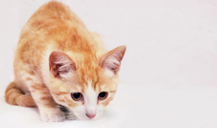 Close-up of an orange kitten's face with wide eyes on a clean white background — 5K Ultra HD PC desktop wallpaper/background.