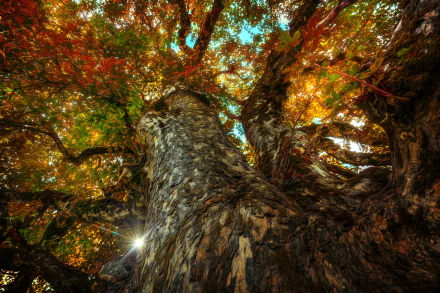 A towering tree with textured bark and vibrant fall leaves spreads its colorful treetops against a bright sky in this 4K Ultra HD nature desktop wallpaper.