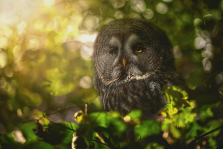 A Great Grey Owl perched among green foliage with a soft bokeh background, captured in 4K Ultra HD detail.