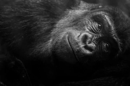 Black and white close-up of a gorilla's face, captured in 4K Ultra HD, showcasing intricate details of this primate in a striking PC desktop wallpaper.
