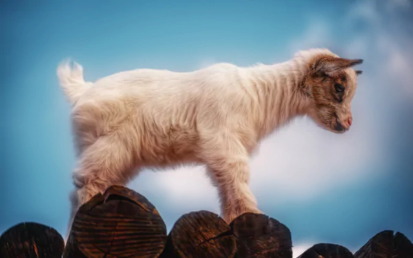 A baby pygmy goat stands on wooden logs against a clear blue sky, captured in sharp detail for a 4K Ultra HD desktop wallpaper background.