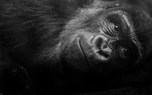 Black and white close-up of a gorilla's face, captured in 4K Ultra HD, showcasing intricate details of this primate in a striking PC desktop wallpaper.
