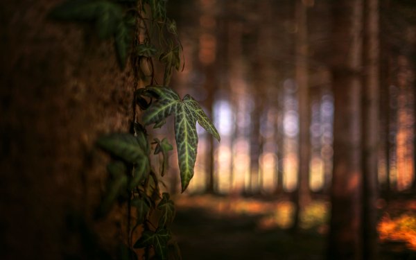 Earth Leaf Nature Bokeh Forest HD Wallpaper | Background Image